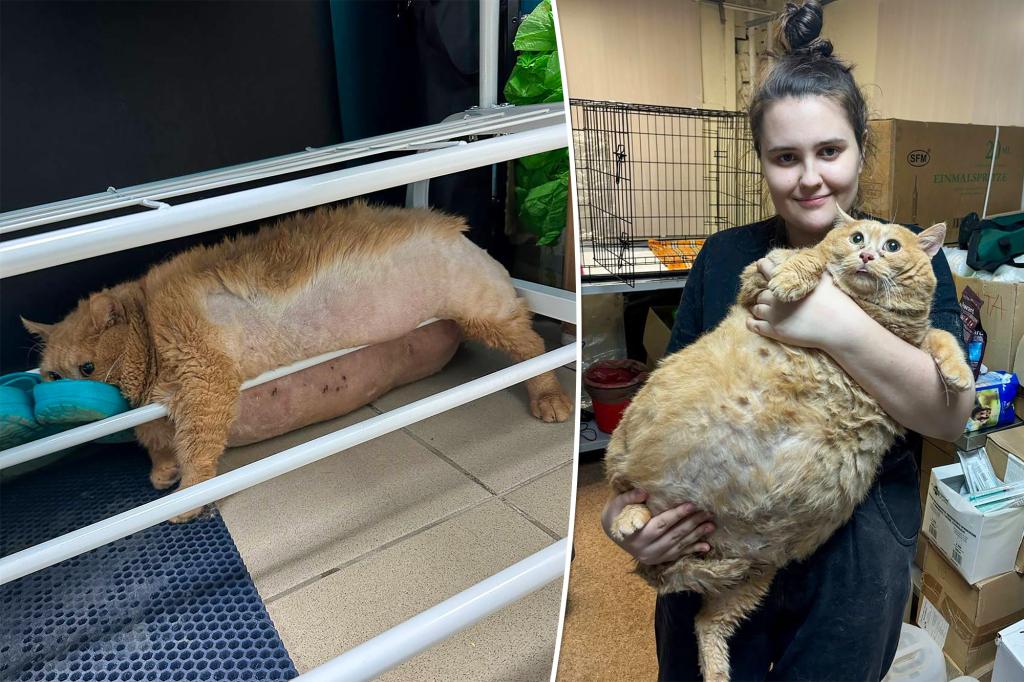 38-pound rescue cat Crumbs gets stuck in shoe rack while trying to escape fat camp: 'He caused a mess'