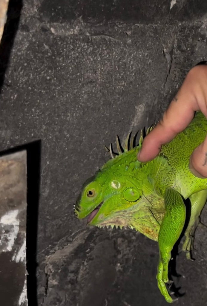 Iguana in the fireplace