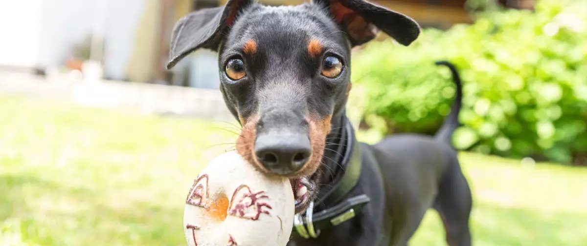 Guia destaca 11 cuidados indispensáveis para garantir a saúde do pinscher - Imagem do artigo