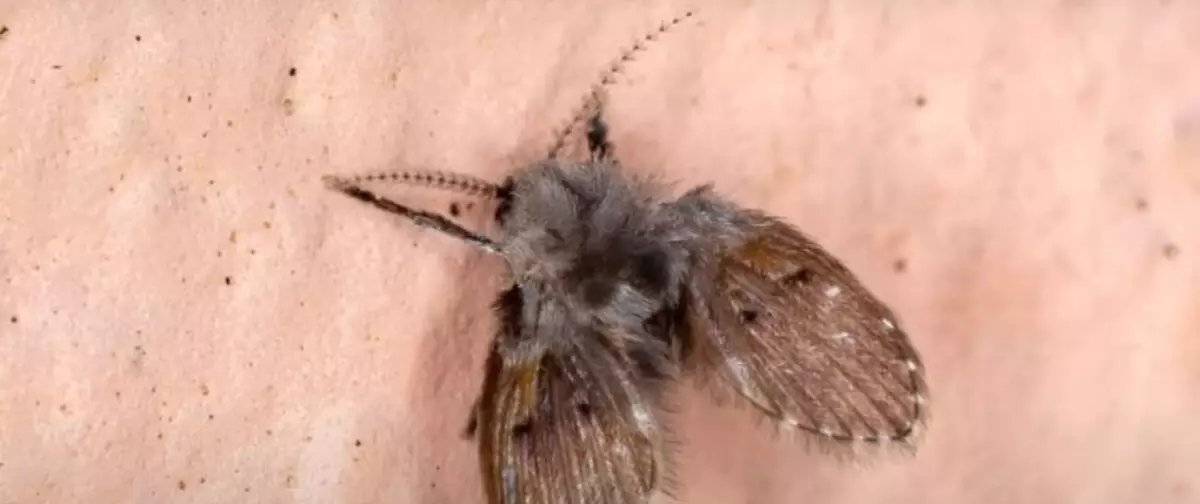 Mosquinhas de banheiro não representam perigo, mas sinalizam falta de limpeza - Imagem do artigo