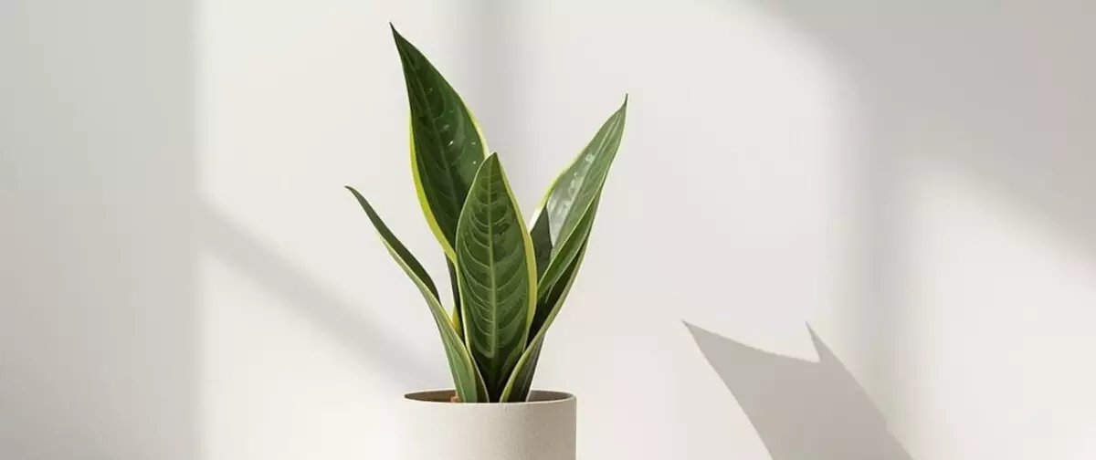 Por que muitas pessoas espalham sal grosso na terra da espada-de-são-jorge - Imagem do artigo