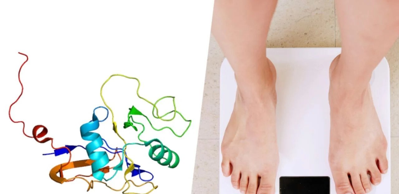 Falta da proteína CD44 impede ganho de peso em camundongos com dieta gordurosa - Imagem do artigo