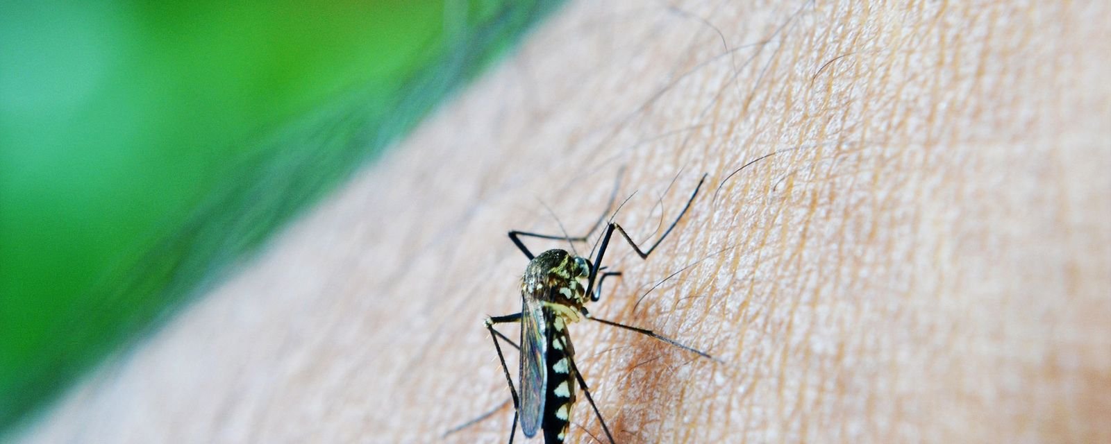 OMS alerta que avanço da dengue reforça impacto das mudanças climáticas na saúde - Imagem do artigo