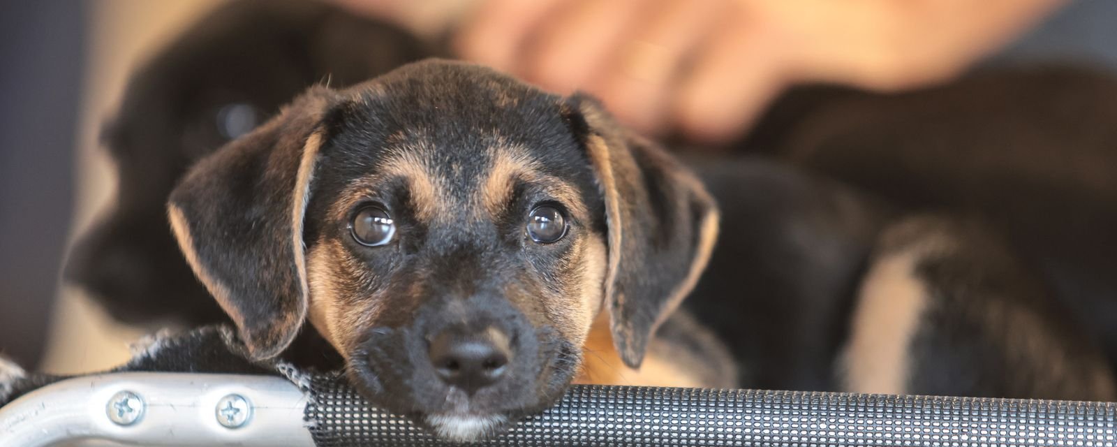 Consulta pública do Mapa propõe regras para genéricos veterinários - Imagem do artigo