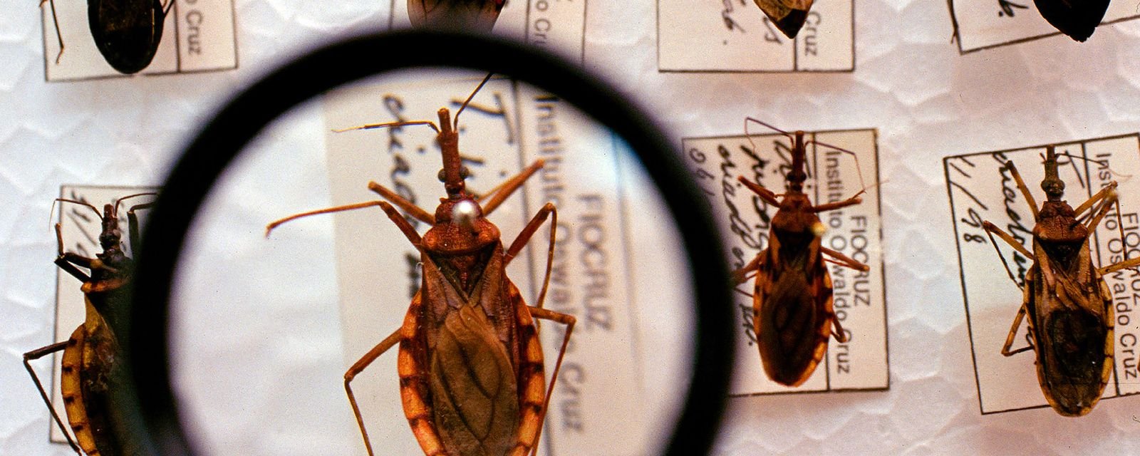 Ministério da Saúde destina R$ 12 milhões para ações contra a doença de Chagas - Imagem do artigo