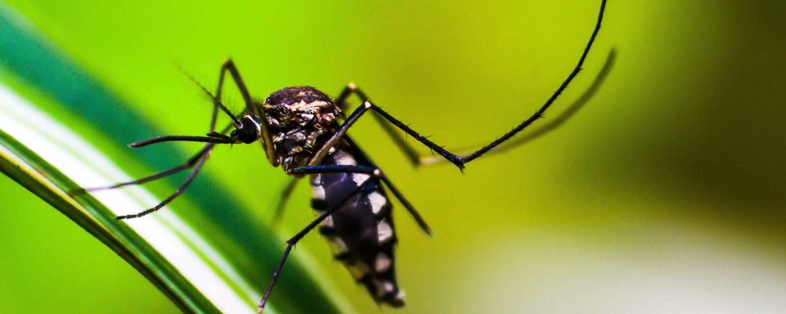 Casos de dengue recuam 75% no Brasil nos primeiros meses de 2026 - Imagem do artigo