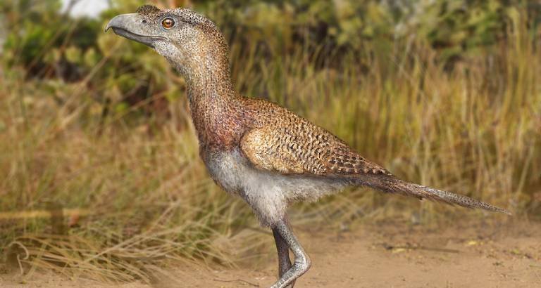 Fragmento ósseo revela espécie mais recente das “aves do terror” no Brasil - Imagem do artigo original