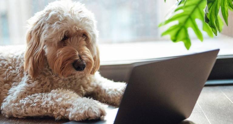 Inteligência artificial acelera esforços para decifrar a comunicação entre humanos e animais - Imagem do artigo original