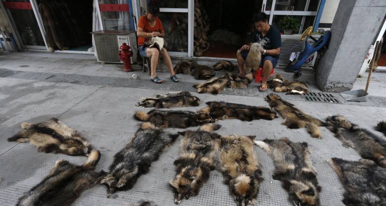 Comércio global de animais silvestres eleva em 50% o risco de transmissão de patógenos a humanos, aponta estudo - Imagem do artigo original