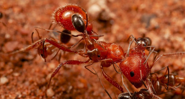 Formigas maiores fazem “pit stop” de limpeza em ninho de espécie menor no deserto do Arizona - Imagem do artigo original