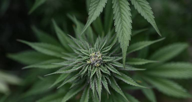 Departamento de Justiça dos EUA rebaixa maconha medicinal para categoria de risco menor - Imagem do artigo original