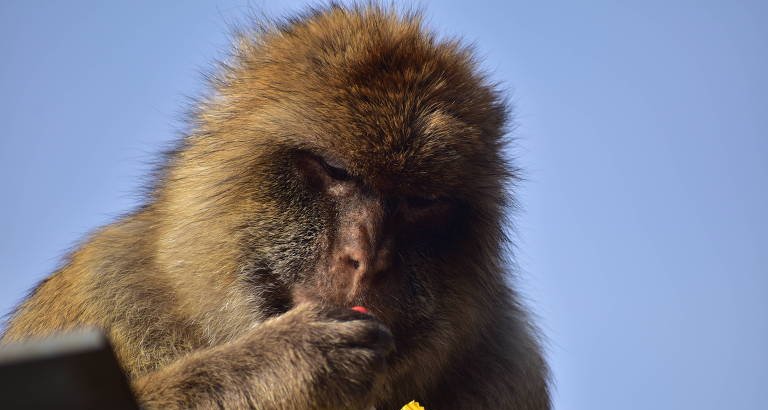 Macacos de Gibraltar recorrem à ingestão de terra para aliviar desconforto causado por alimentos de turistas - Imagem do artigo original
