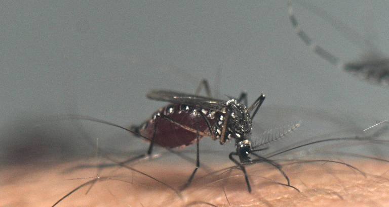 Dourados reúne 42% das mortes por chikungunya registradas no Brasil em 2026 - Imagem do artigo original