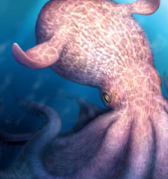 Estudo indica que polvos do período Cretáceo podiam atingir 19 metros de comprimento - Imagem do artigo original