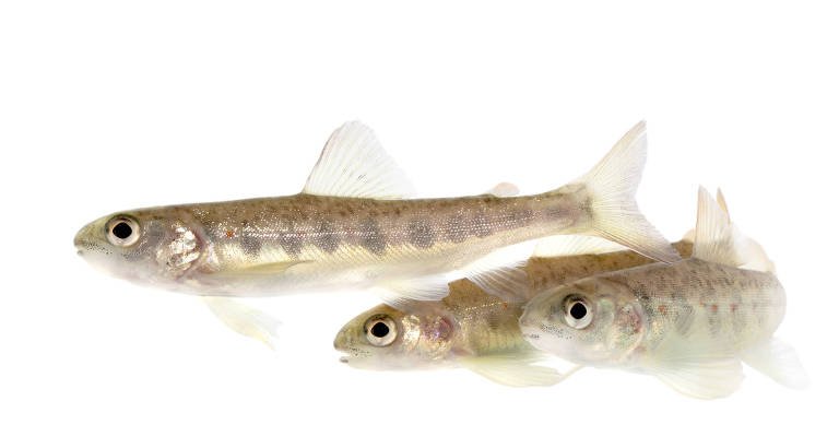 Salmões expostos a cocaína e a seu metabólito percorrem distâncias maiores, indica estudo - Imagem do artigo original