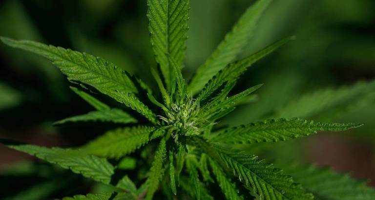 Governo Trump reclassifica maconha medicinal nos EUA e libera incentivos fiscais ao setor - Imagem do artigo original