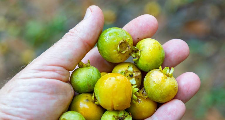 Pesquisadores de Santa Catarina investigam efeitos da guabiroba na saúde cardiovascular e metabólica - Imagem do artigo original