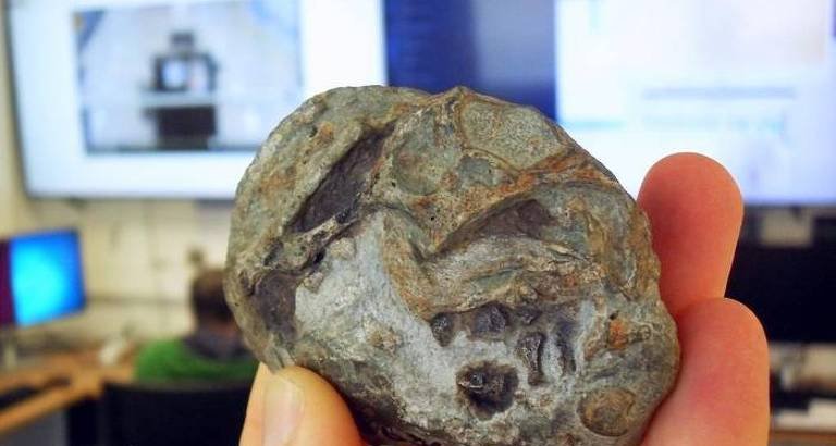 Primeiro ovo fossilizado de ancestral de mamíferos é identificado por cientistas - Imagem do artigo original