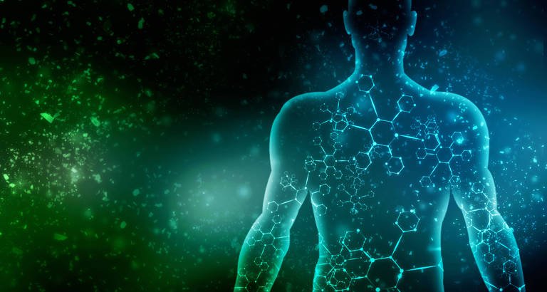 Pesquisas em camundongos e rãs indicam potencial oculto de mamíferos para regenerar membros - Imagem do artigo original