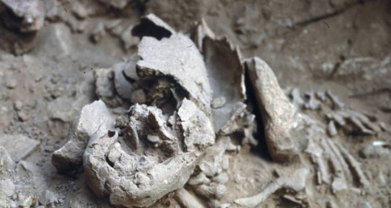 Bebê neandertal de Israel revela crescimento acelerado e corpo maior que o de humanos modernos - Imagem do artigo original