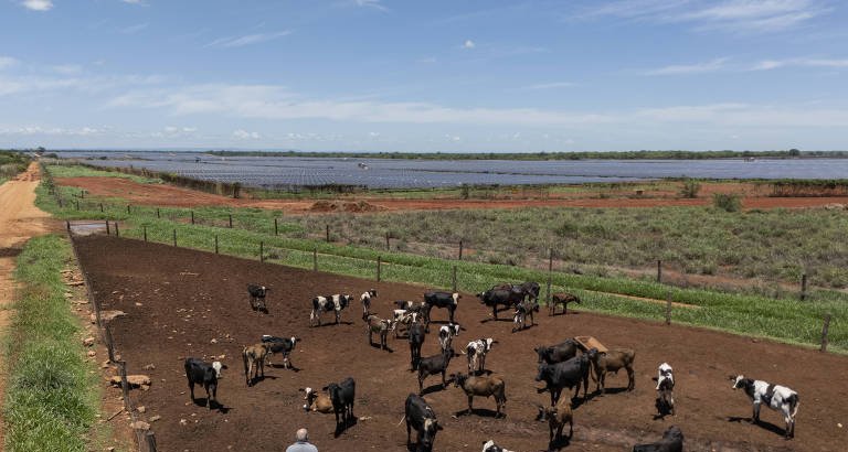 Governo veta uso de antibióticos para engorda animal e aproxima Brasil de padrões internacionais - Imagem do artigo original