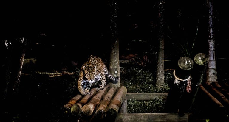 Células oculares de resposta lenta regulam o relógio biológico, indica novo livro científico - Imagem do artigo original
