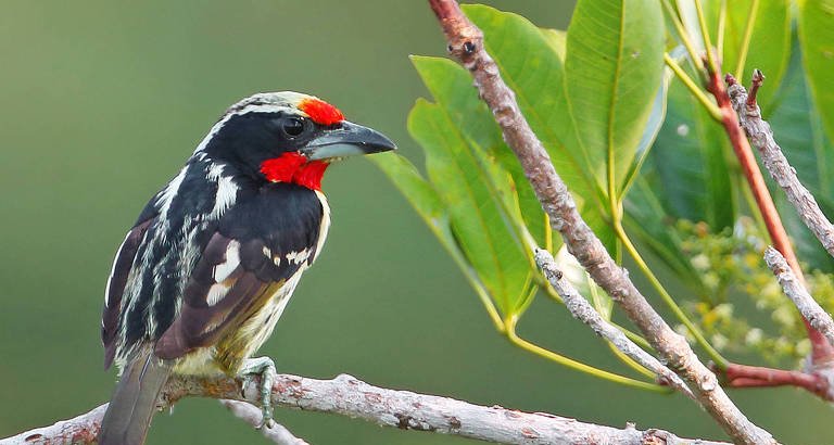 Entorno terrestre de fragmentos florestais reduz extinção de aves, aponta estudo - Imagem do artigo original