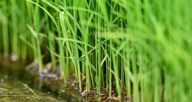 Som da chuva acelera germinação de sementes de arroz, revela estudo do MIT - Imagem do artigo original