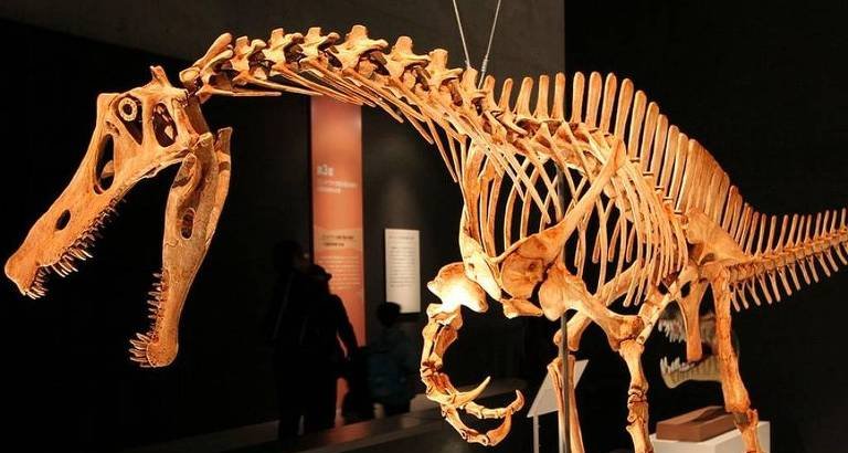 Museu alemão acerta devolução do fóssil do dinossauro Irritator ao Brasil - Imagem do artigo original