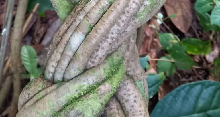 Levantamento aponta poucas patentes com risco real de apropriação da ayahuasca - Imagem do artigo original