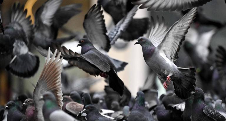Pesquisa aponta que aves urbanas levantam voo mais cedo diante de mulheres do que de homens - Imagem do artigo original