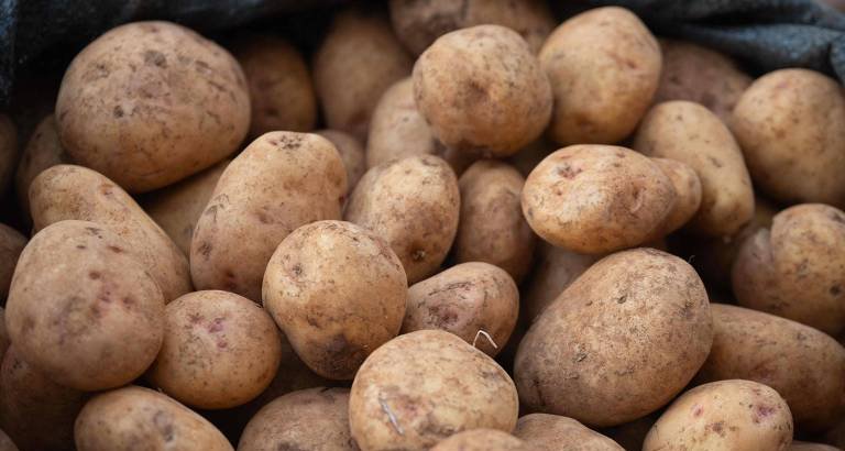 Gene ligado à digestão de amido apresenta cópias extras em povos andinos que domesticaram a batata - Imagem do artigo original