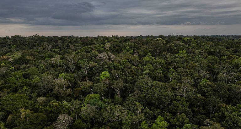 Estudo detecta pico histórico de oropouche em Manaus e indica expansão do vírus por todo o país - Imagem do artigo original