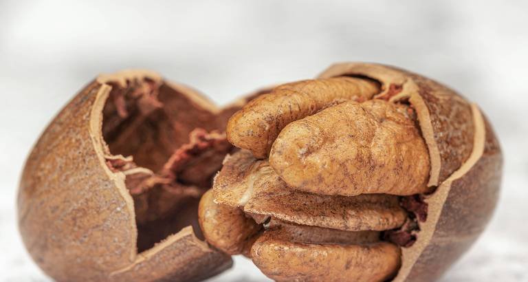 Revisão de 52 estudos indica que noz-pecã reduz colesterol e favorece saúde do coração - Imagem do artigo original