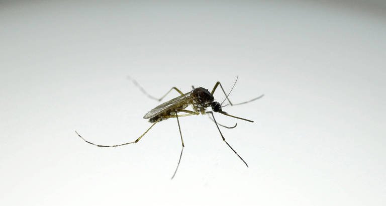 El Niño deve intensificar risco de dengue no Brasil, com maior alerta para Sul e Sudeste - Imagem do artigo original
