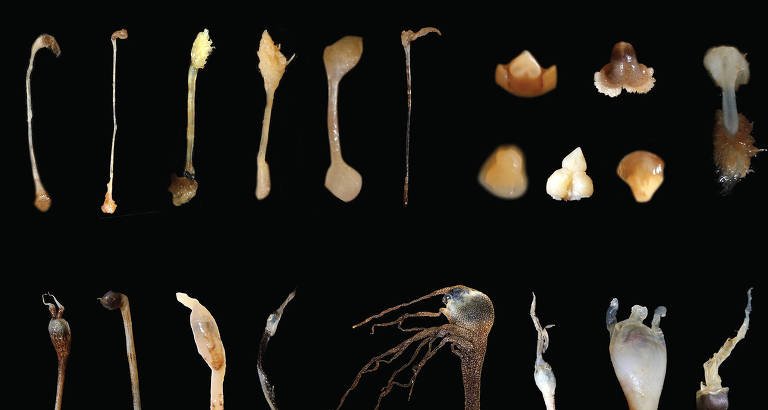 Iscas luminosas de fêmeas de peixe-pescador podem servir também para encontrar parceiros, indica estudo - Imagem do artigo original