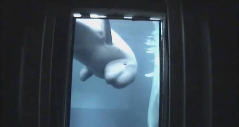 Belugas exibem indícios de autorreconhecimento em teste com espelho, aponta pesquisa - Imagem do artigo original