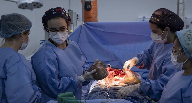 Brasil alcança recorde de doadores de órgãos em 2025, mas recusa familiar segue alta - Imagem do artigo original
